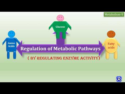 Videó: Hogyan szabályozzák az enzimek az anyagcserét?
