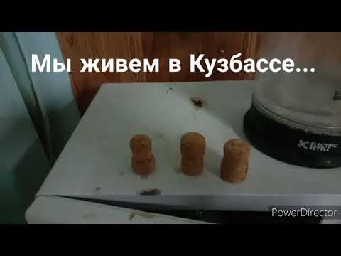 Восстановления пробок от шампанского. Идея для самоделок..