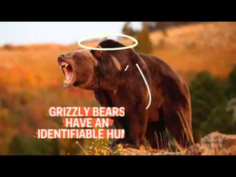 How To Survive A Bear Attack