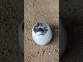 Casting Melting Aluminum Restoration into Egg #shorts #viralvideo #reels #restoration