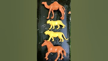 làm sạch các con vật, ngựa, hổ, sư tử, lạc đà