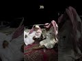 قصة حقيقية حنشل في العراق شفا نجد سناب ابو ثويني ابو ثويني ابو مخلد تركي محمد