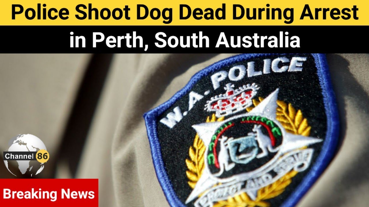 Police shoot dog dead during arrest in Perth - australian news today ...
