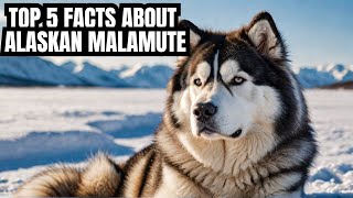 TOP 5 FACTS ABOUT ALASKAN MALAMUTE