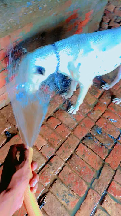 dogo argentino bathing 🧼👺#dogo #trending ##dog #shorts #trending #viral