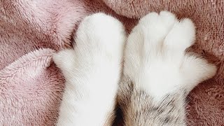 Download Lagu Aesthetics of cute paws 🐾 from a cat named Petuniya MP3