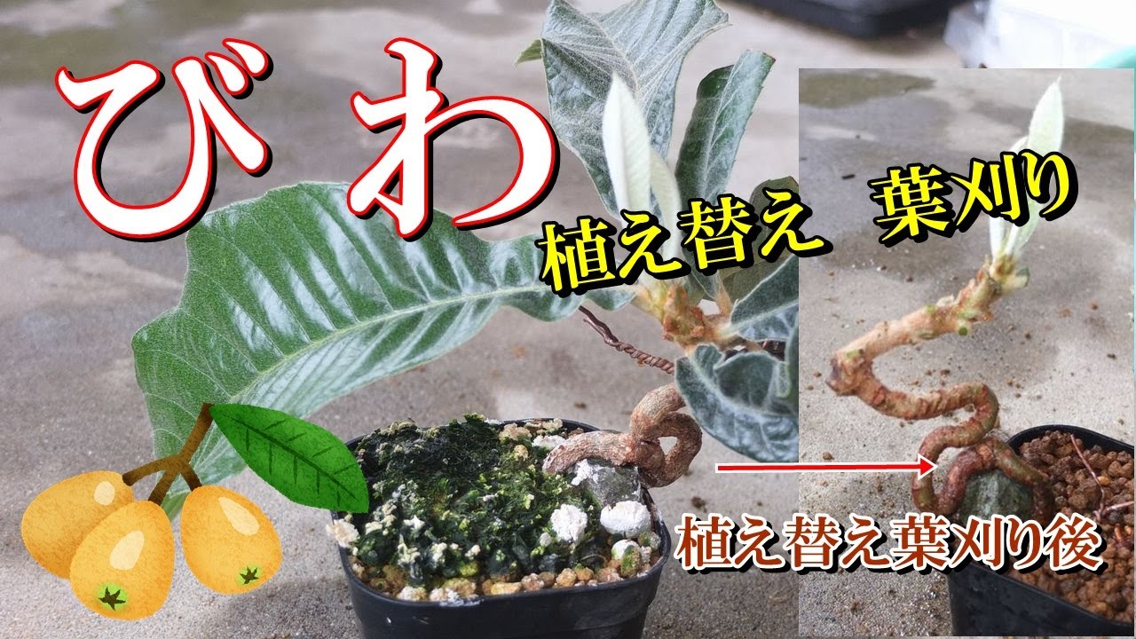 びわ小品盆栽】実生びわミニ盆栽 植え替え 葉刈り - YouTube