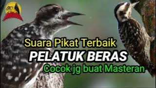 Suara Pikat PELATUK BERAS Terampuh, Masteran Terbaik buat Kicau Juara