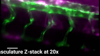 Zebrafish imaging on the WiScan Hermes