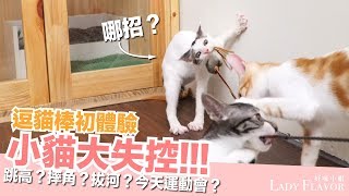 第一次玩逗貓棒小貓全都瘋狂了【好味貓日常】EP17