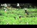 African grey parrot video  Psittacus erithacus 1
