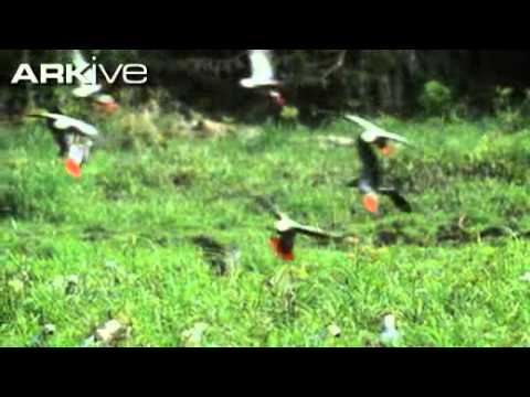 African grey parrot video Psittacus erithacus 1 African grey parrot video Psittacus erithacus 1