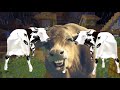 Cow Dance Oh Balma Cow Dance Oh Balma