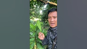 Cây Xương Xông chữa ho hen bạn biết chưa#covenduongvlogs #câythuốcquý #caythuoc #câythuốcnamquí