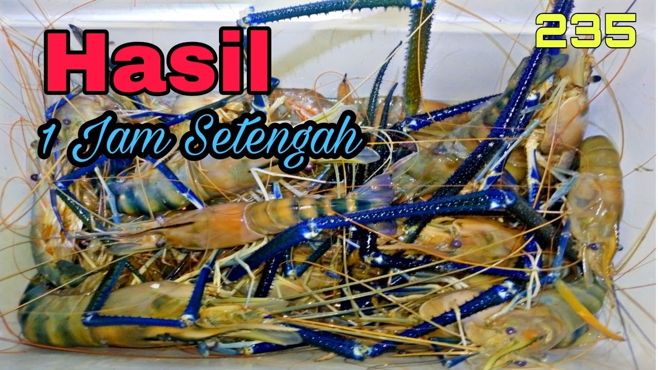 Logo Udang Galah Sepit Biru Vector - Laylauti