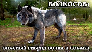 ВОЛКОСОБ: Опасный гибрид волка и собаки | Интересные факты про волков и собак