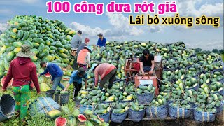 Xót xa dưa hấu rớt giá bỏ không ai thèm lấy Xe dưa hấu Khổng Lồ có 3K ký