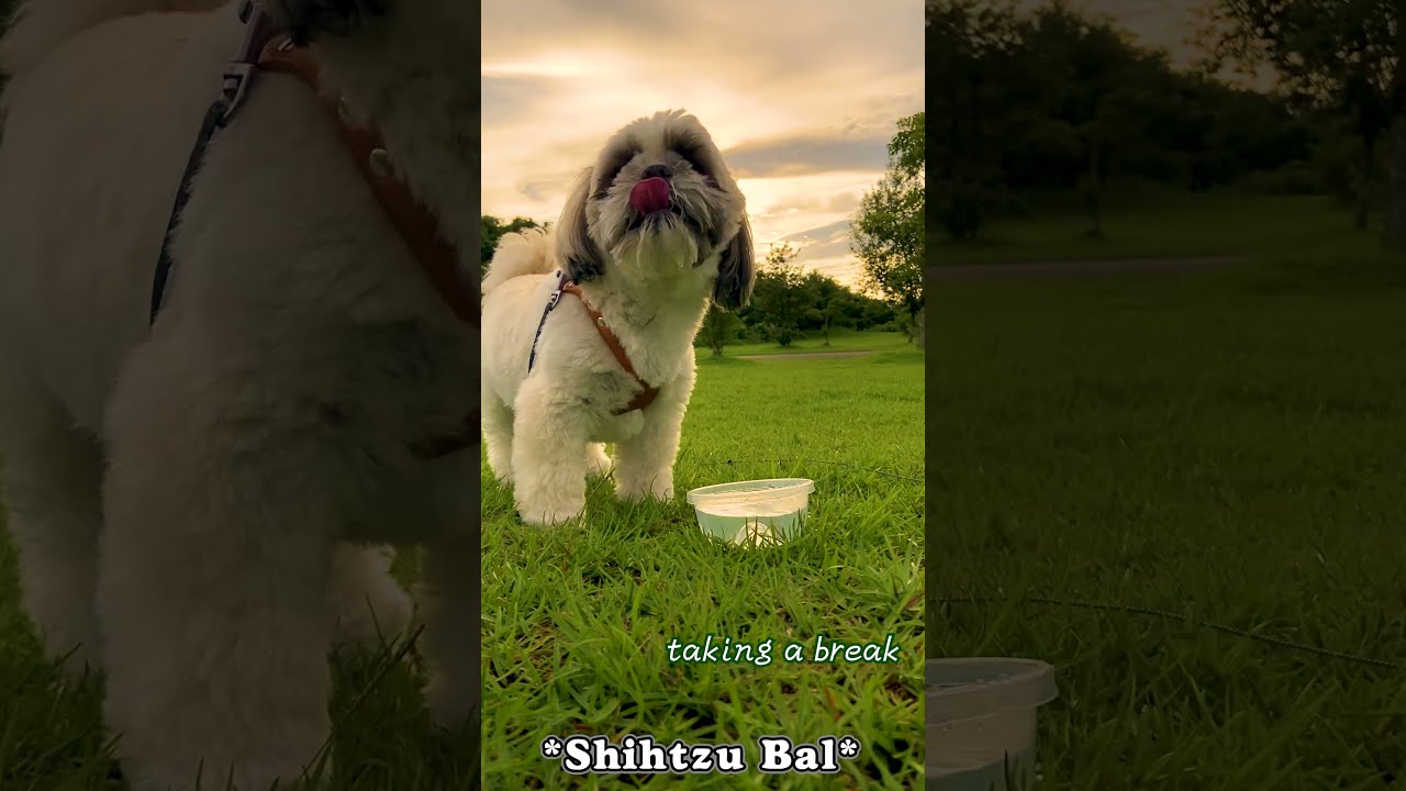 水をがぶ飲みするシーズーがカッコいい 夕陽に映えるシーズー犬バル君 Shorts Youtube