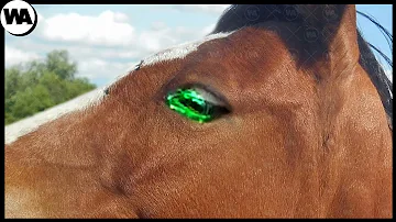 ¿Por qué se extirpan los ojos de los caballos?