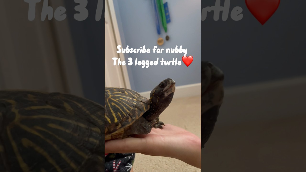 Meet Nubby my 3 legged box turtle🫶 