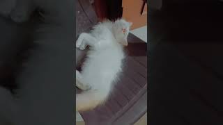 Snowbell Funny Sleeping Position Wait For End