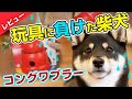 【コングワブラー】柴犬、犬のオモチャに負ける【犬の知育玩具】