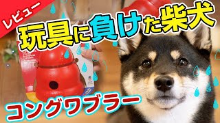 【コングワブラー】柴犬、犬のオモチャに負ける【犬の知育玩具】
