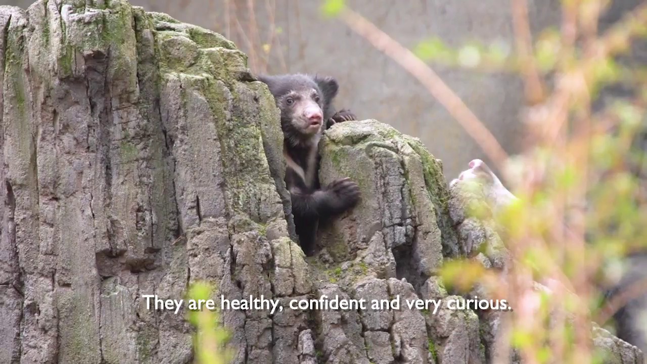 Meet Deemak and Kartick: 15-week-old sloth bear cubs