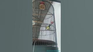 SOGON RASA KENARI GACOR NGLEPER!!!