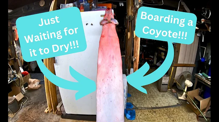 Boarding and Turning a Coyote - Coyote Series Part 5 - In The Fur Shed Series