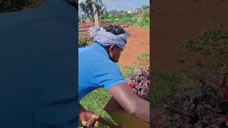 Rosh form 2 plant loading