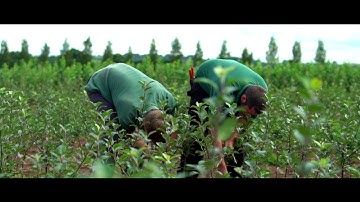 Budding 2019 - Frank P Matthews