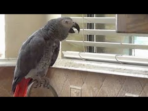 listen-to-this-talking-parrot-watch-and-comment-on-the-squirrels-outside