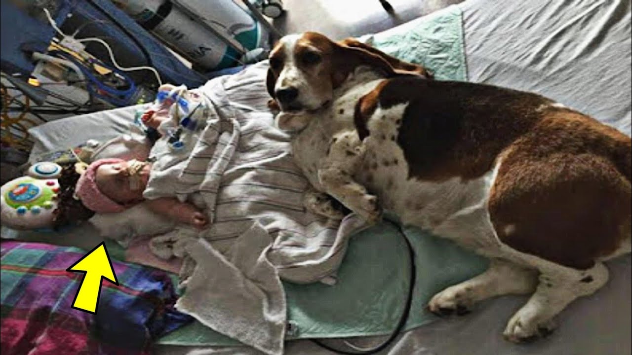 Family dog refuses to leave the hospital bedside of baby girl left in ...