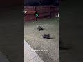 Perrito jugando con mi conejo