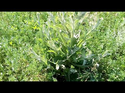 Video: Planta curativa - tartar espinoso