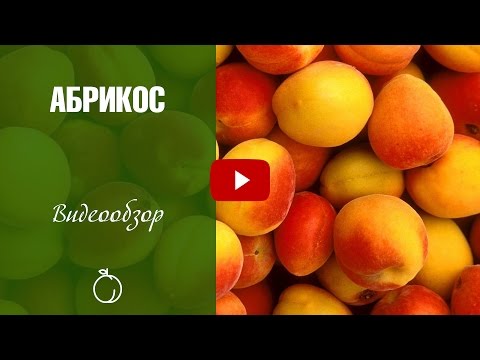 Абрикосы Обзор Лучших Сортов