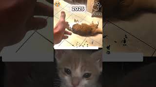 My cat's last game #cat #dog #animals #sad #shorts