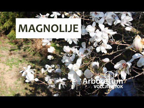 Magnolije