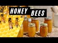 Honey Extracting - New Hive Of Bees