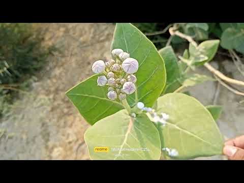 Video: Calotropis Procera: A Multi-Use Plant