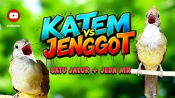 MASTERAN JERNIH KAPAS TEMBAK VS CUCAK JENGGOT + JEDA TERAPI AIR 100% CEPAT MASUK!!
