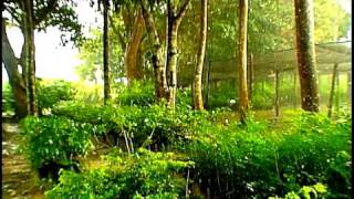 VINHETA MTV BELÉM - FLORESTA CHUVA