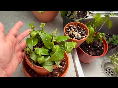 ASMR My Plant Collection and Care Tips (Whispers)