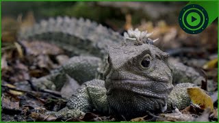 The Ancient Reptile That Outlived the Dinosaurs