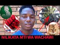 WACHAWI WALINIPELEKA KILINGENI KWAO BAADA YA KUKATA MUWESE AMA MCHIKICHI WALIOKUA WAKIFANYIA VIKAO WACHAWI WALINIPELEKA KILINGENI KWAO BAADA YA KUKATA MUWESE AMA MCHIKICHI WALIOKUA WAKIFANYIA VIKAO