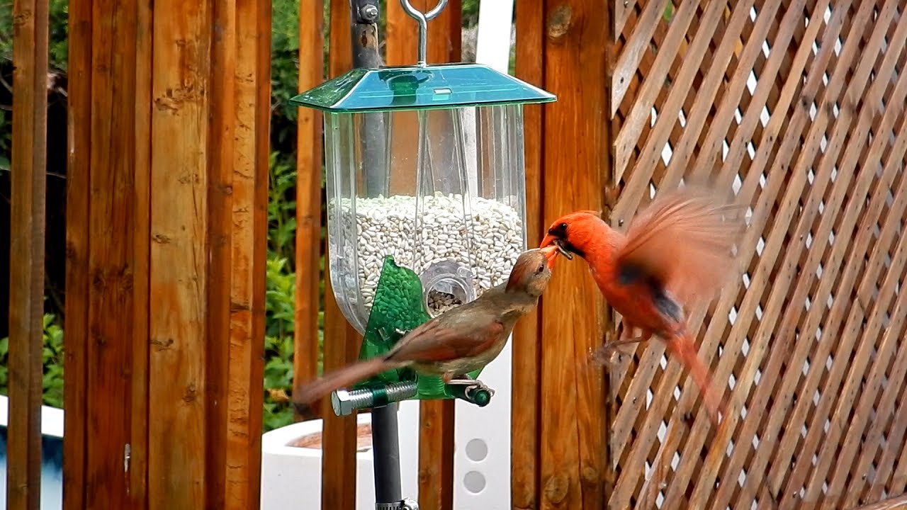 Unique Mangeoire à Cardinal - Unique Cardinal Feeder