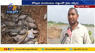 ఆక్వా రైతులను నిండా ముంచేసిన భారీ వర్షాలు | Heavy Rains Shatters Aqua Sector in Nellore Dist