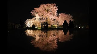 「京の桜」円山公園（京都市東山区）の枝垂れ桜