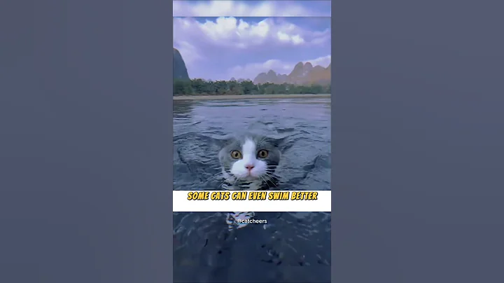 Video 10623681: cat breed turkish, cat bath, cat water